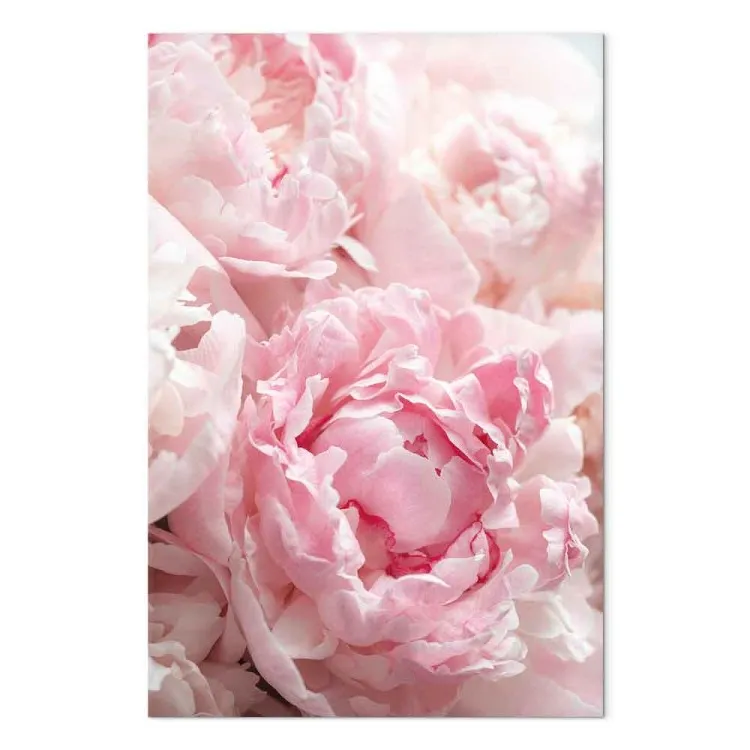 Naturens färgblomstring (1-del) - pion i nyanser av rosa