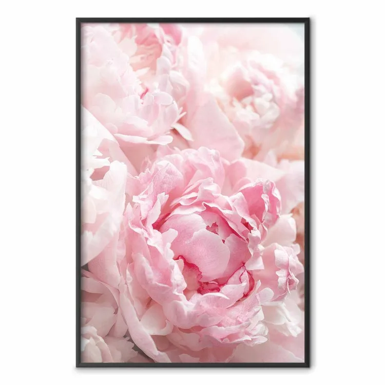 Morgonens nostalgi - rosa blomma i pastellfärger