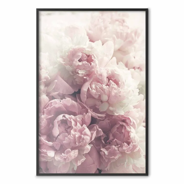 Mjuka pioner - landskap med vita och rosa blommor