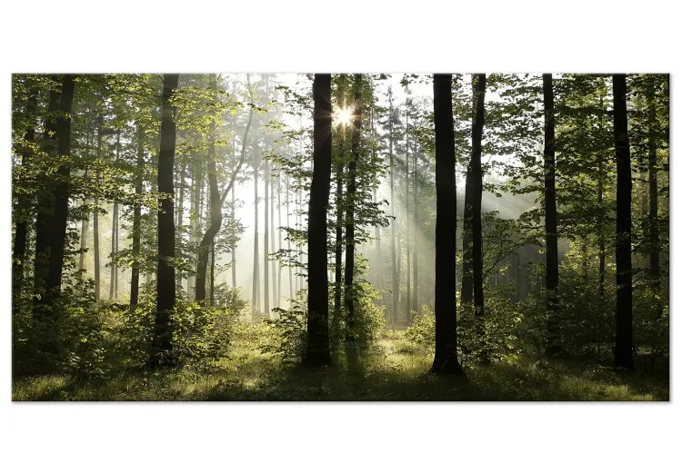 Skog: Underbar morgon II