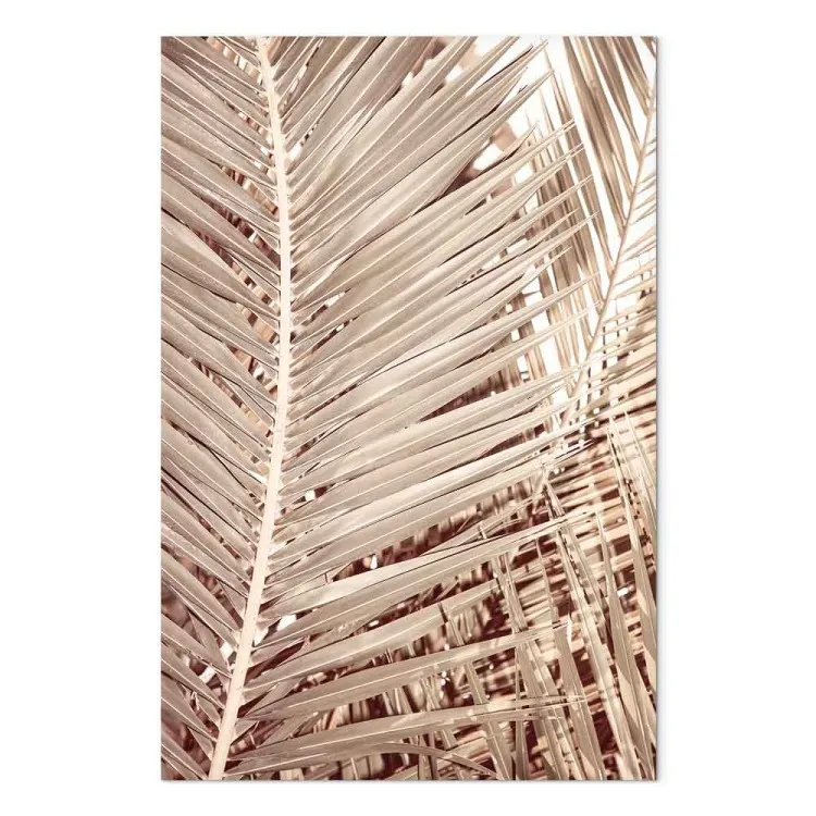 Torkad palm - skarpa, torra palmblad på vit bakgrund