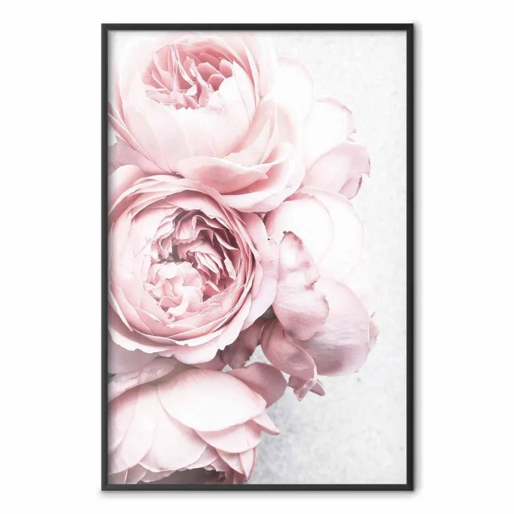 Rosdoft - bukett av rosa blommor på ljus botten