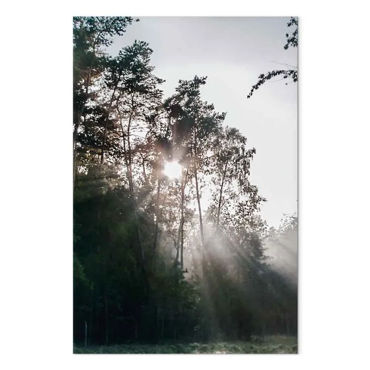 Solen bryter igenom träden - foto av ett skogslandskap