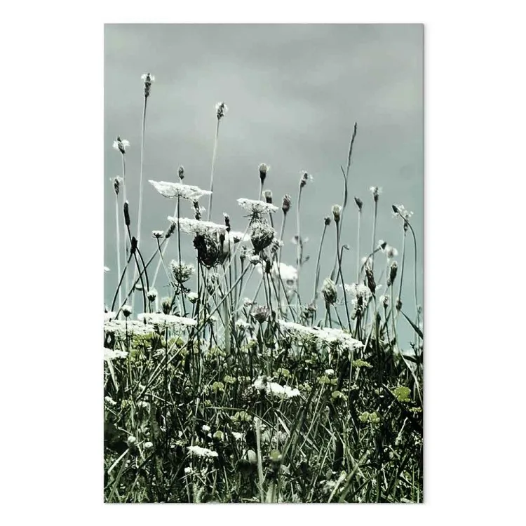 Fält med vita vallmor - landskapsfotografi med grå himmel i bakgrunden