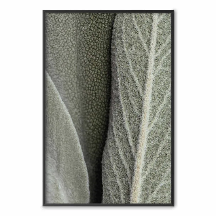 Salvia växt - närbild på grova blad