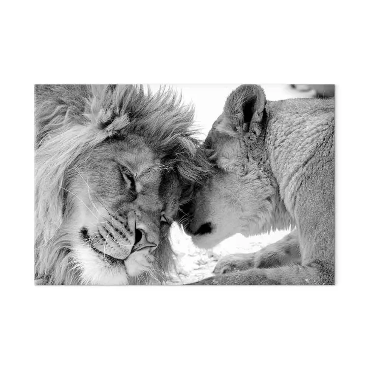 Lion's Love